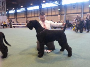 Massive--Best Puppy Crufts