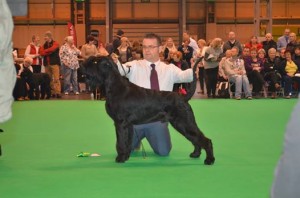 massive RDCC Crufts