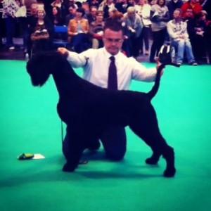 Massive-Best Puppy Crufts