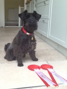 Yesterday she made us very proud when she won two first prizes at our local agricultural show (Askwith, North Yorkshire). Nearly 50 dogs were registered on the day and she won 'pedigree non sporting' category and 'Dog the judge would like to take home'