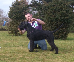 Ava--ready fro Crufts!!