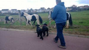 Ike+Tora meet the Horses