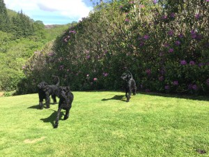 Gus,Charlie+Jazzy enjoying the beautiful countryside.