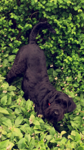 Reeva--caught in the act squashing Dad's plants!!!!