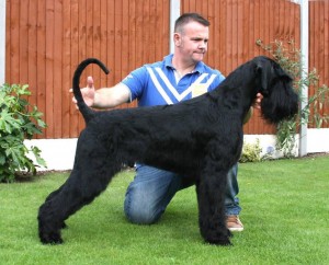 grandfather Kent,with handler Kirk