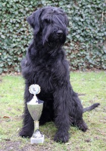 Our "Uriah from Nord" was founded in 2015, once again, the most successful sports dog our PSC-chapter lewitzrand.  We are so proud of our girl!!!!