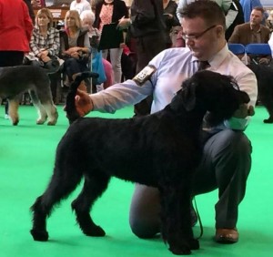 Purdey wins her class at Crufts!!!