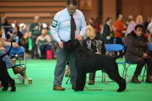 Ramos at Crufts