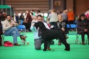 Ramos at Crufts