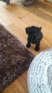 We are so in love with Lucy she has made us smile again after losing our lovely boy Monty, 18 months ago.