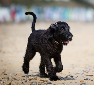 Harley on Southwold Beach
