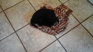 Ah our little baby continues to amaze us, how good and contented baby she is. Her character is really coming out. She is so confident. She is a real Daddy's girl already. A luxury bed? No I love my wee towel bed I made myself after Mummy had dried me. Haha.