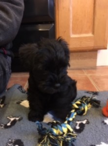 Willow (we think) is settling in well Loves being in the garden, Eating very well!! Generally a little sweetie- we are suddenly very popular!! Regards Sarah Ps I'm sure she's grown since this photo