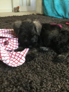 Lola is settling in so well! Starting of shy and sleepy shes becoming a playful cheeky well behaved pup. She loves all her toys and loves to eat!! 95% of the time she goes to the toilet outside, could not believe that!! She sleeps right through the night with no barking or whining Thank you so much we could not be happier with her!!
