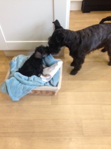 When Jinny met her big sister Flo it was love at first sight . Our two ferncliffe girls are living the dream. Love George & Lynn xx
