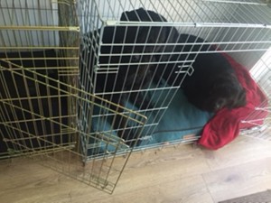 Tana+Otto in his cage!!!