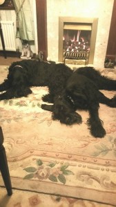  They absolutely love each other they fret when they are separated they never argue . Its a privilege to have them both x