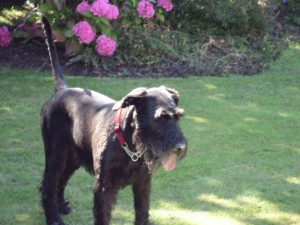 'Dessa sends birthday greetings from sunny Yorkshire to her pups born last November