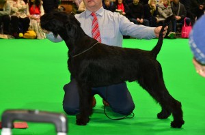 Ragnar Crufts 1st Junior Dog