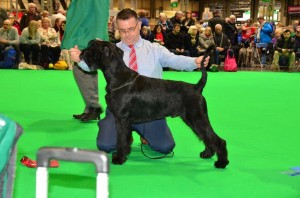 Ragnar Crufts 1st Junior Dog