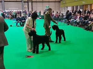 Uncle Boris at Crufts