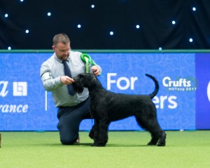 And--the wonderful Purdey(Nadia's sister) winning best Of Breed at Crufts!!!!!