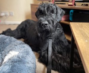 vito