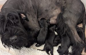 Hesta+pups first day