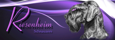 Riesenheim Schnauzers